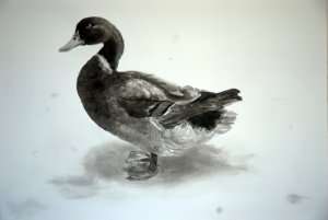 Drake by Robin Paine